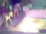 Tulsa Fire Department released the video depicting what can go wrong when we leave our pets with lithium-ion batteries.