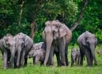 A family of elephants in the wild