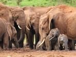 Elephants may use name-like vocalisations to address each other, a new study suggests.