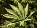 Brazil’s Supreme Court decriminalises possession of marijuana for personal use
