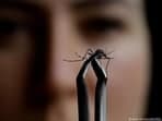 A case of the mosquito-borne Oropouche fever has been detected in Italy. 