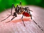 Two Zika virus cases reported in Pune: Health experts warn of long-term infection risks 