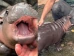 Moo Deng, a 2-month-old pygmy hippo from Khao Kheow Open Zoo, has captured the hearts of millions online