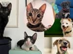 Meet these animals in Delhi-NCR, who are searching for forever homes this week.