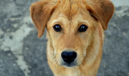 Dogs with separation anxiety experience fear and nervousness when they are not with their dog parents. 