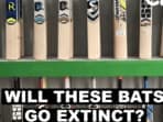 Will Kashmir's Cricket Bat Industry Suffer as Willow Trees Face Extinction?