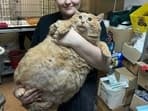 Kroshik the cat weighed a staggering 17 kilograms and was too fat to move.